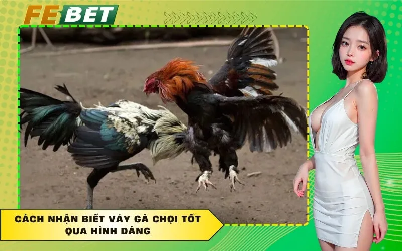 Cách nhận biết vảy gà chọi tốt qua hình dáng