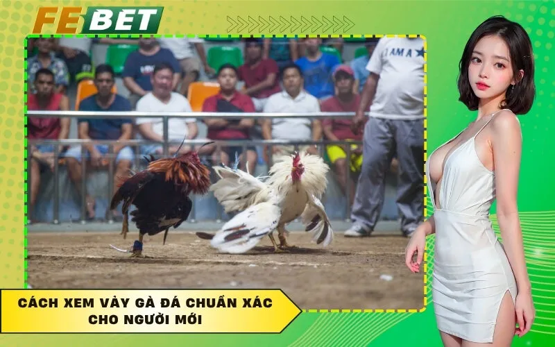 Cách xem vảy gà đá chuẩn xác cho người mới