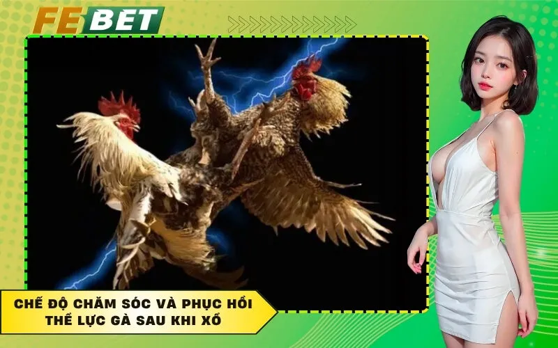 Chế độ chăm sóc và phục hồi thể lực gà sau khi xổ