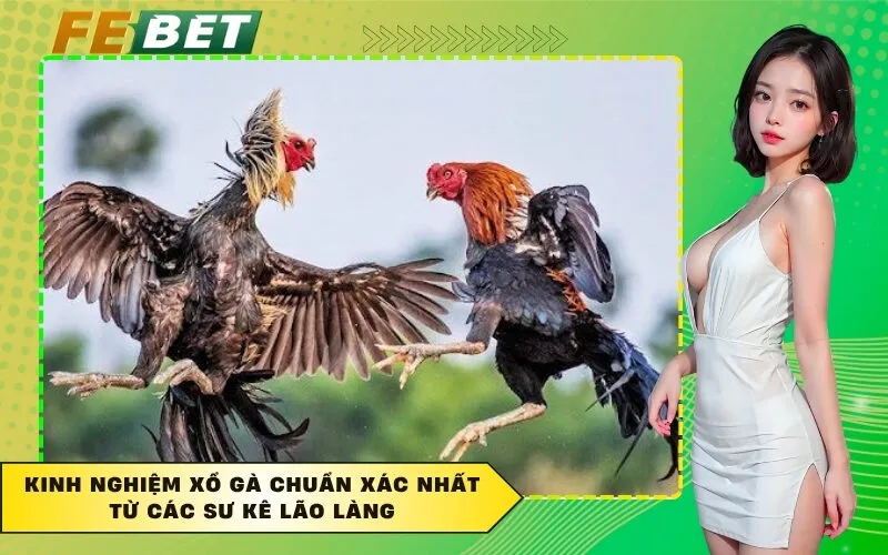 Kinh Nghiệm Xổ Gà Chuẩn Xác Nhất Từ Các Sư Kê Lão Làng