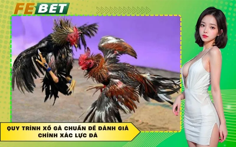 Quy trình xổ gà chuẩn để đánh giá chính xác lực đá