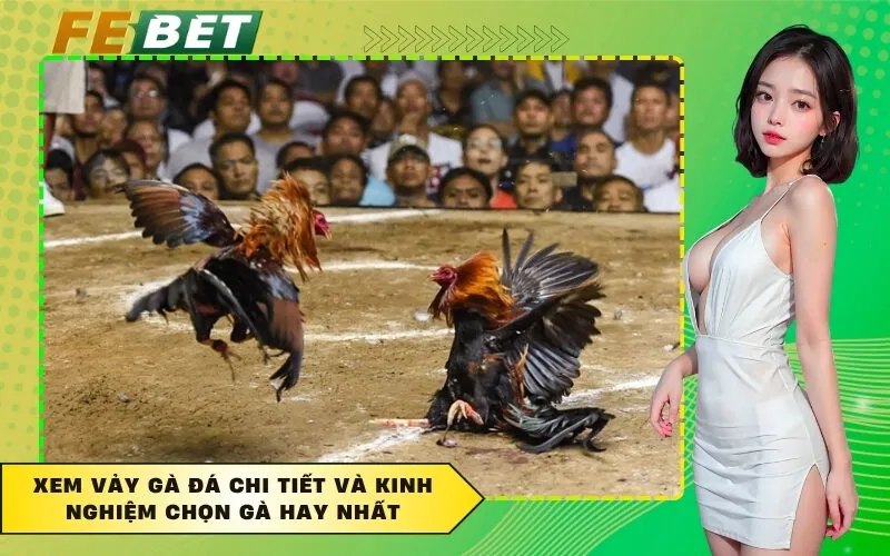 Xem Vảy Gà Đá Chi Tiết Và Kinh Nghiệm Chọn Gà Hay Nhất